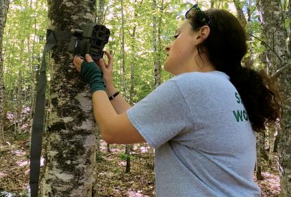 Researcher Hailey Boone checks a trail cam at Isle Royale National Park. Photo by Matthew Baxley