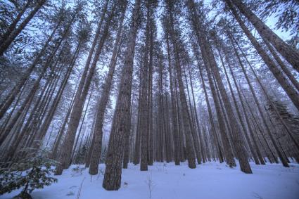 Tall Pines by Stephan Hoglund