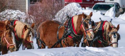 Horses photo by Justin Leniger on Unsplash