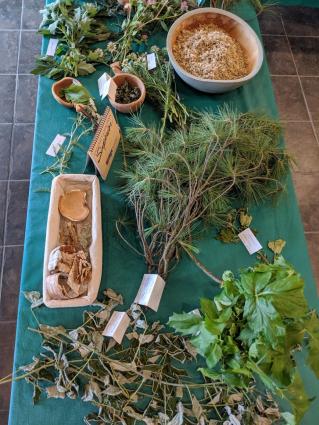 Plants collected by North House students