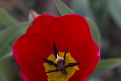 Tulip with Wasp by Stephan Hoglund