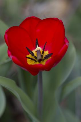 Tulip by Stephan Hoglund