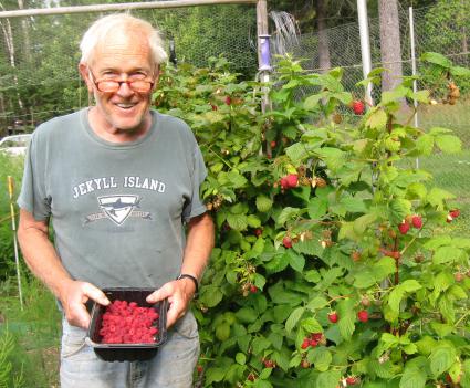 Del Rosenquist picks raspberries in his Grand Marais garden/photo Joan Farnam