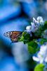 Butterfly by Stephan Hoglund