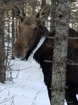 Isle Royale moose study Feb 2019 Photo by Seth Moore, PhD, director of biology and environment, Grand Portage Band of Chippewa