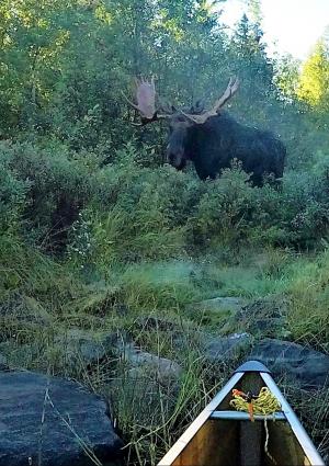 Bull moose in the Boundary Waters. Photo by Kevin Kramer