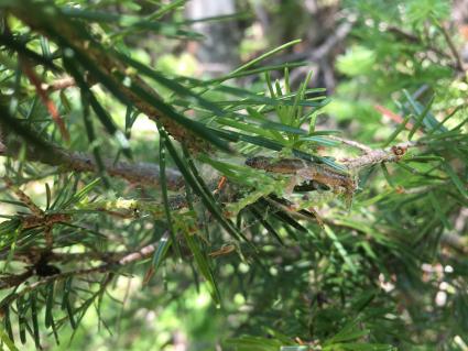 Spruce budworm in Minnesota. Photo by Eric Otto