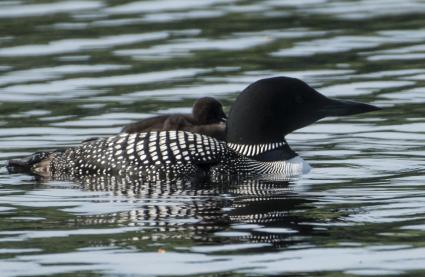 Loons on Hungry Jack Lake 2018 - Photo by Dennis Chick