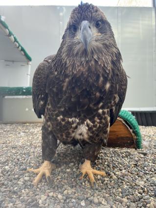 Lutsen - the juvenile eagle rescued on the North Shore in August 2020 is now living at The Raptor Center. Photo courtesy of UMN