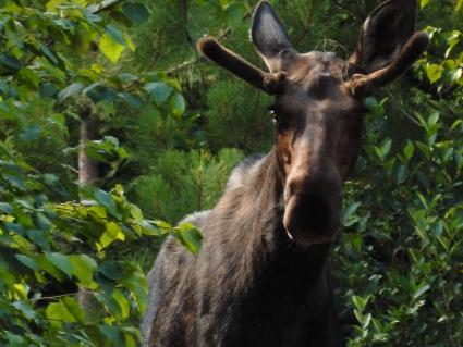 Moose Encounter