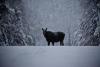 A moose on the road, photographed by Stephan Hoglund