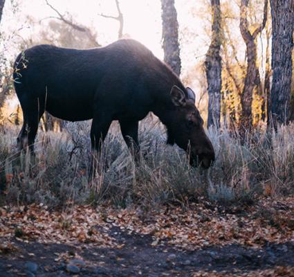 Moose james fitzgerald unsplash