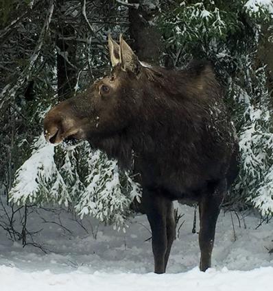 Moose_photo by Marcia Roepke.jpeg