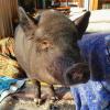 Petunia the pot-bellied pig