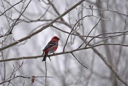 Photo by Courtney Celley/USFWS via Flickr