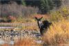 Pigeon River Moose by Travis Novitsky