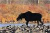 Pigeon River Moose by Travis Novitsky