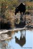 Pigeon River Moose by Travis Novitsky