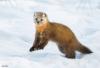 Pine Marten