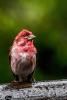 Purple Finch.  Photo by Dennis Chick.