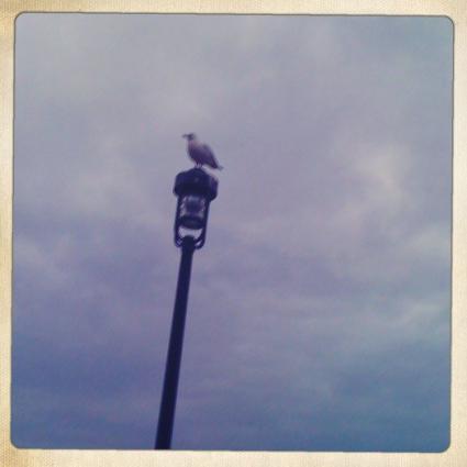 Gull on Light Post by Tim Young Gull on Light Post by Tim Young