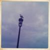 Gull on Light Post by Tim Young