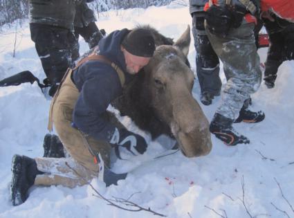 Dr. Seth Moore with a radio-collared moose - photo courtesy Grand Portage Trust Lands.