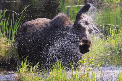 Shake it off! by Travis Novitsky