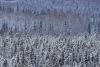 Snowy Forest, Sawbill Trail by Travis Novitsky