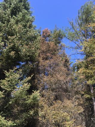 Spruce budworm is impacting trees in Cook and Lake counties. Photo by Eric Otto