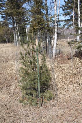 Deer fencing along the North Shore. Photo by Rhonda Silence