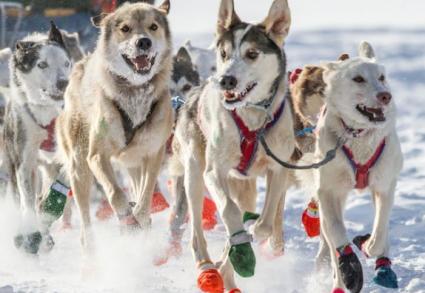 The colder the better for canine athletes - WTIP file photo