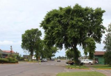 While the city focuses on costs of the Highway 61 project, the fate of these elm trees is still uncertain. Photo J. Friedrichs