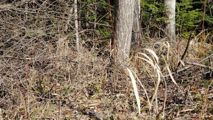 The forest floor is dry even after the recent rains. Photo by Rhonda Silence