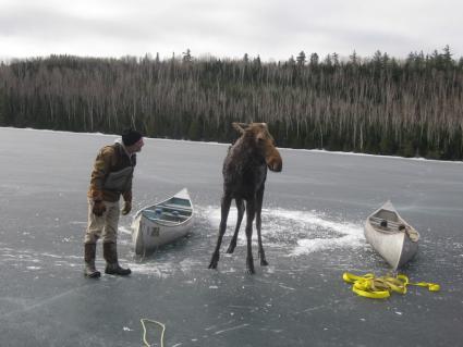 Dave Seaton, owner of Hungry Jack Outfitters, marvels at the rescued moose. Photo by Jim Morrison