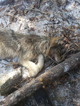 The tranquilized wolf before removal of the cable. Photo courtesy of Grand Portage Biology and Environmental Services