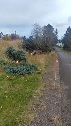 Tree clearing along the bike path in Grand Marais 11-04-19 Photo by Rhonda Silence