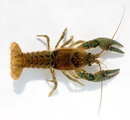 A crayfish native to Cook County - Photo courtesy of Cook County Aquatics Invasive Species Program