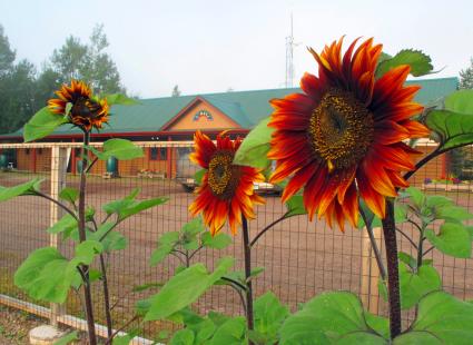 WTIP Community Garden in 2013. WTIP file photo.