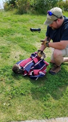 Wildlife Biologist Dylan Welch calms the young bald eagle after capturing it. Photos courtesy of US Forest Service