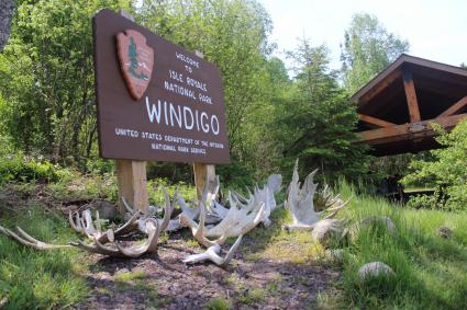 Wolves and moose both call Isle Royale home. Photo by Joe Friedrichs