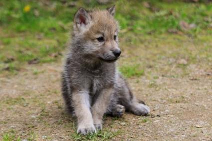 Wolf Pup via IWC