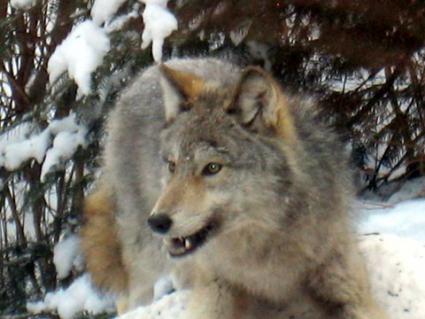 Wolf at Tucker Lake. Photo by Fran Smith