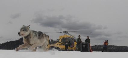 Wolf running at Isle Royale after being relocated from Canada. Photo courtesy of National Parks of Lake Superior Foundation