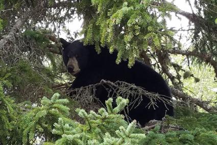 A black bear visits a North Shore home on Sept. 28. Photo by Ardie Lien. A black bear visits a North Shore home on Sept. 28. Photo by Ardie Lien.