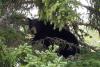 A black bear visits a North Shore home on Sept. 28. Photo by Ardie Lien. 