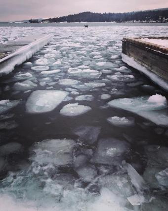 Deer in the Grand Marais Harbor. Photo by Lynda Stone