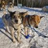 Sled dogs in winter. Photo by Anastasia Gill