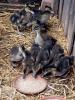 Ducklings - photo by Vicki Biggs-Anderson