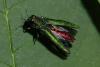 Emerald ash borer. Photo by Jeff Hahn